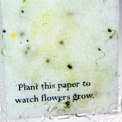 close up of seed paper with planting message sprouting after one week